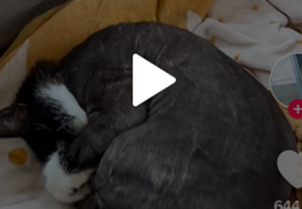 Gatto sedicenne star di Tiktok